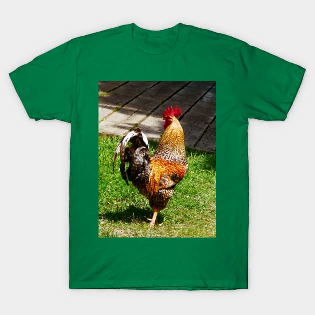 Chickens - Strutting Rooster T-Shirt by SusanSavad